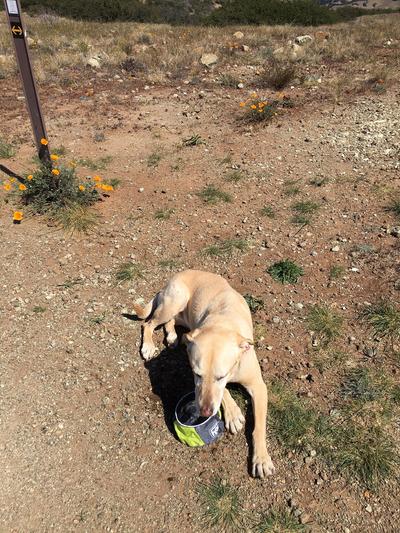 Outward Hound Port-a-Bowl - Pet in the City