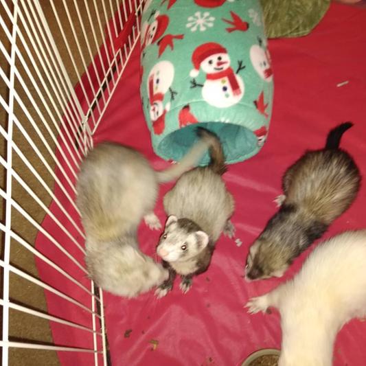 my four ferrets.