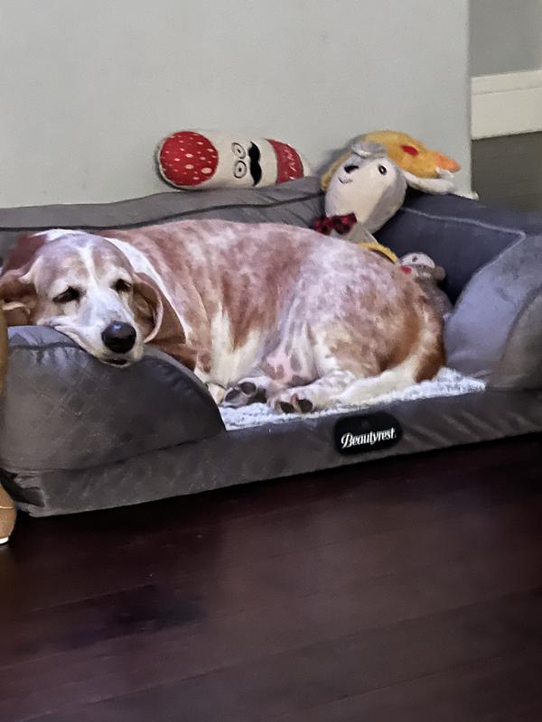 Comfy and best bed