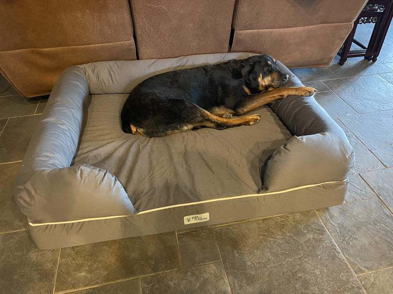 Petfusion ultimate lounge with solid memory foam dog hotsell & cat bed