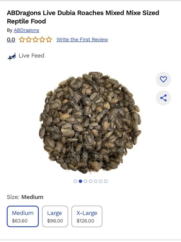 Mixed Size Medium Dubia Roaches