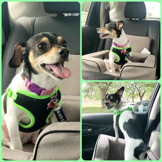 Peanut loves her car seat!