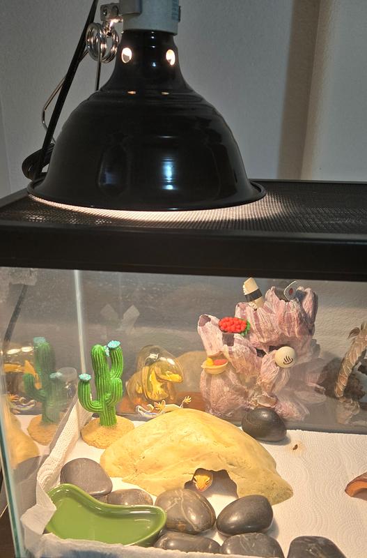 Lizzie loves basking in its glow