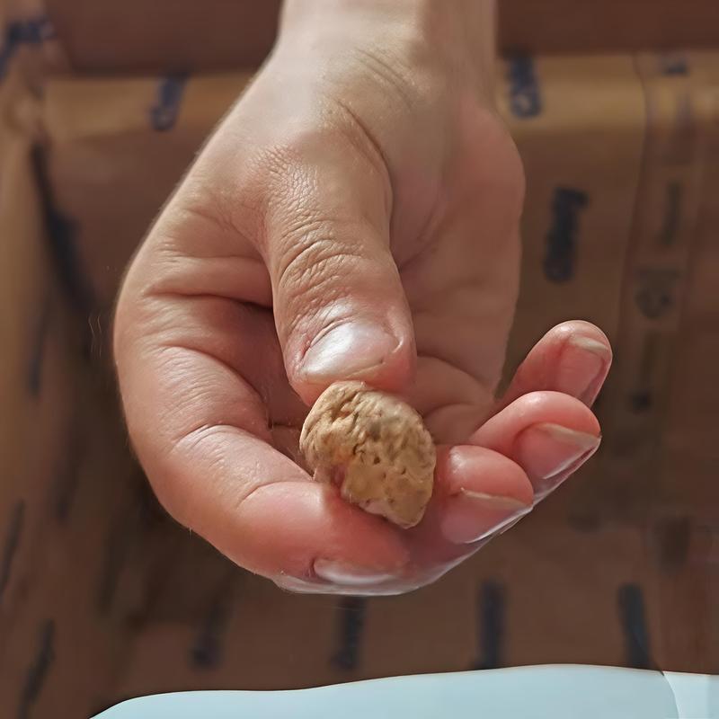 Small nugget in my daughter's hands