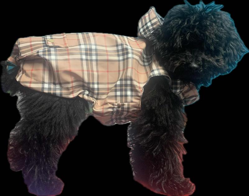 New Rain Jacket for Doggie! My puppy is quite happy with it. This is the only rain jacket I tried on him that he doesn't try to wriggle out of. I have two jackets that look like each side. Can't wait to coordinate!