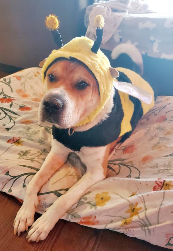 Cooper the bee
