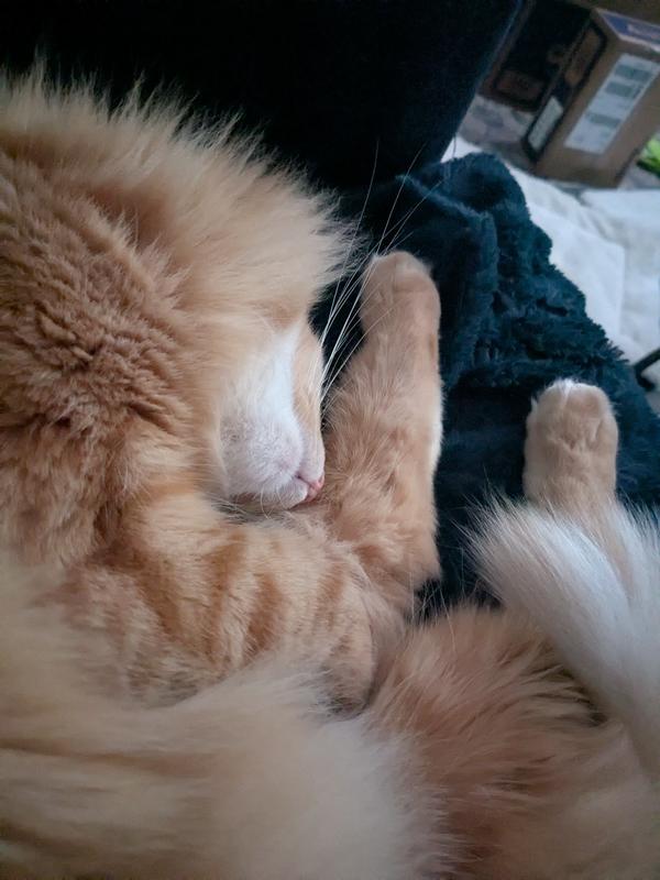 Calcifer sleeping after meal