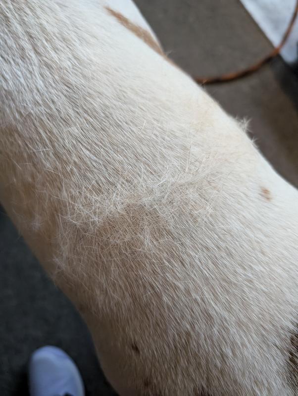 All the loose hairs the brush massaged from our short coated dog - amazing!