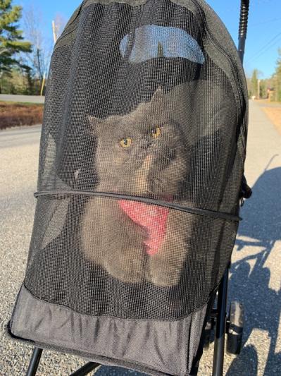 Misa the indoor cat experiencing the outdoors in her safe little bubble :)