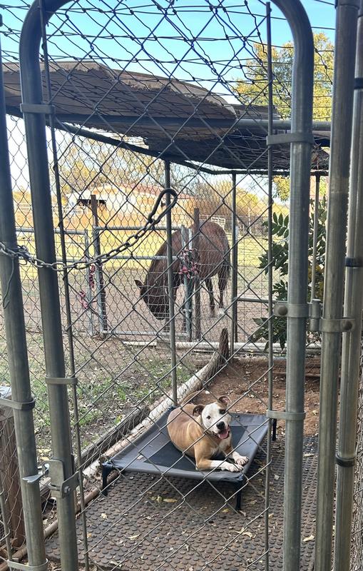 Nipped enjoying the new raised bed!
