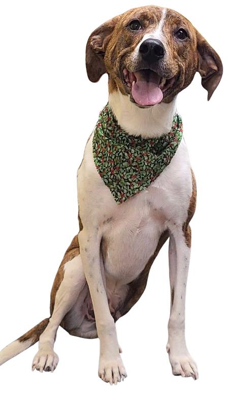 Do I look like I’d bark?