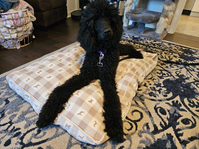 Our Standard Poodle puppy LOVES this bed.