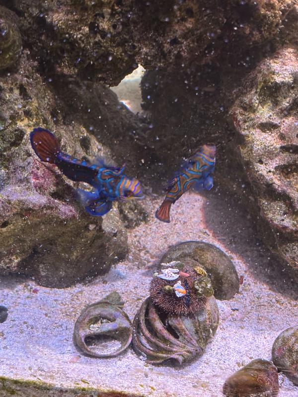 Mandarins enjoy their snack