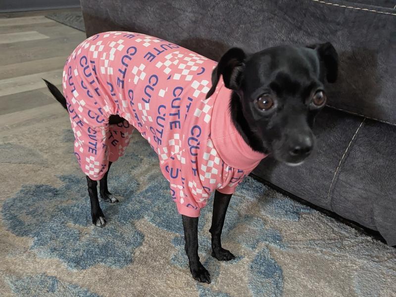 Laila, 10 lb Italian Greyhound mix