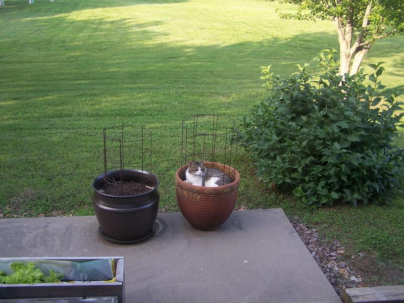 Donnie, our outsider WILD cat, soaking in sun and napping. Waiting for his can of Friskies Meaty Bites.