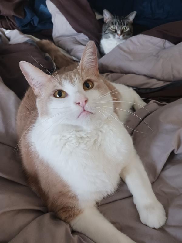 This is what I need from chewy.com!