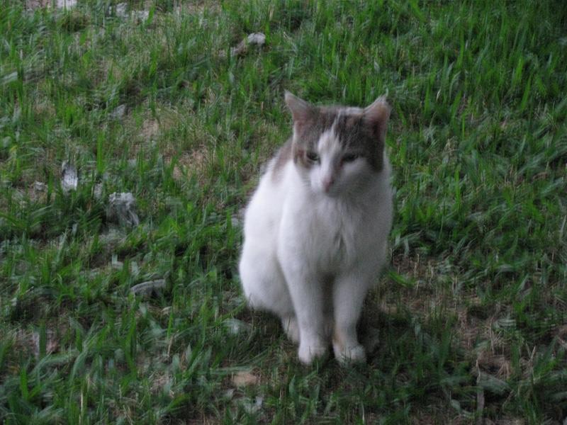 Spot, when he lived as an outdoor cat in our backyard
