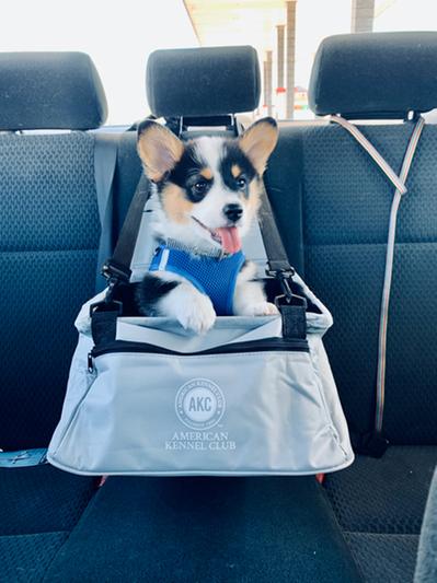 American kennel club store dog car seat