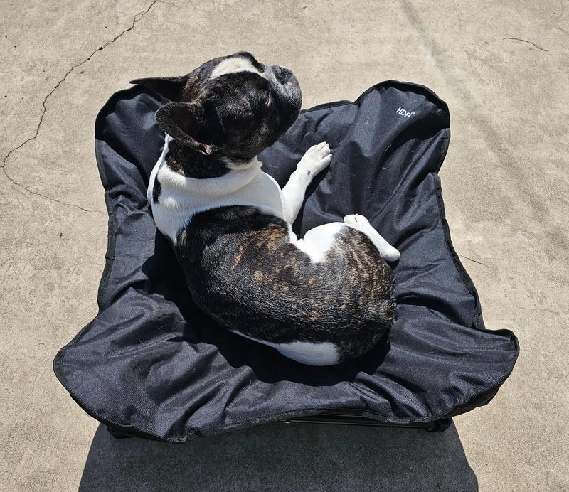 30lb French Bulldog in Medium bed
