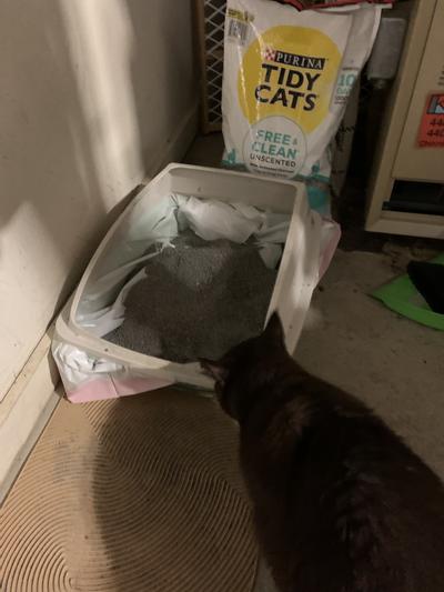 Sienna likes that her cat litter box is dry and mess-free!