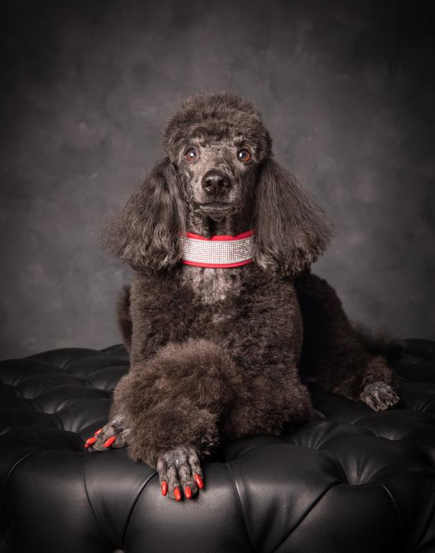 My beautiful service dog Asha