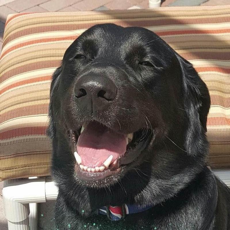 Bo we love you ❤️