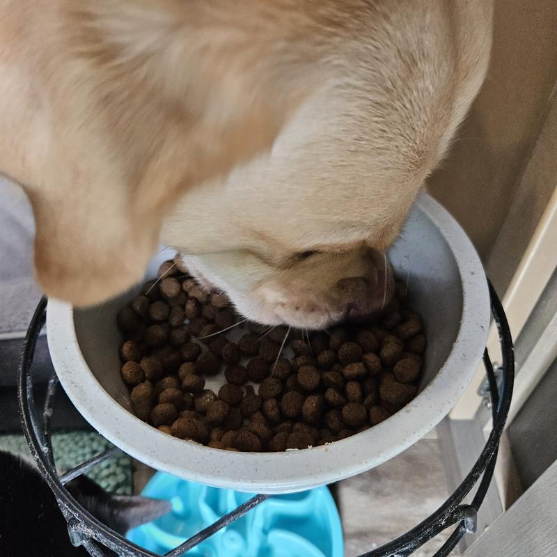 My pup loves it!