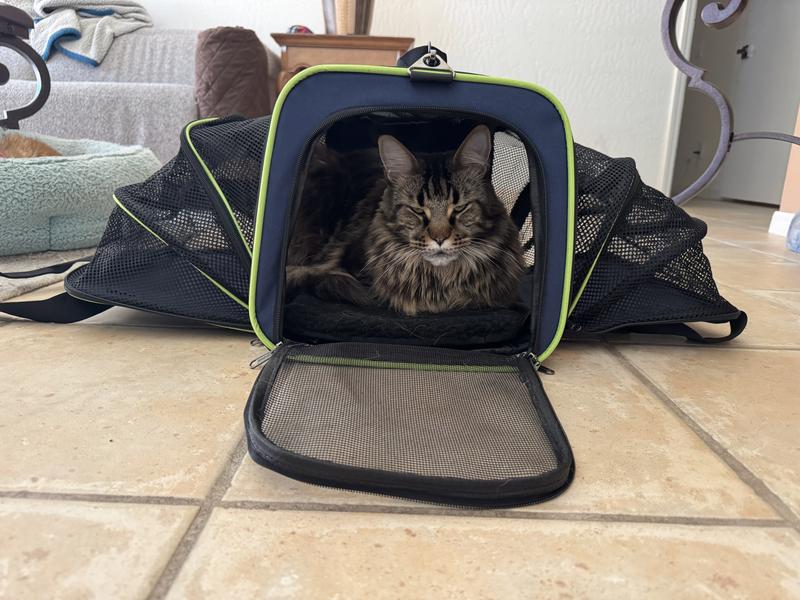 Cat in a carrier.