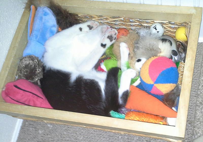 Pooky protecting his toys