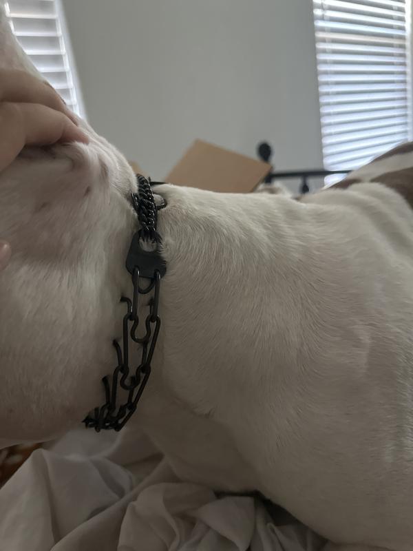 2.25 prong collar