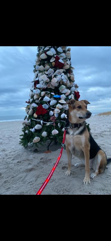 Festive and light saving light up leash