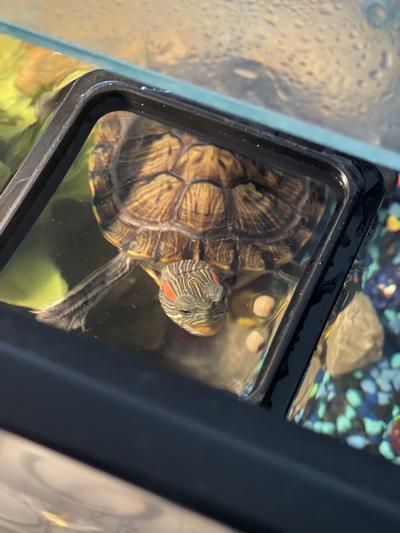 Easy for turtle to get food