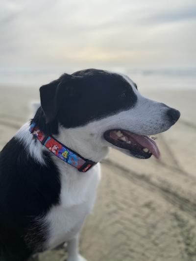 At the beach modeling her new Little Mermaid collar!