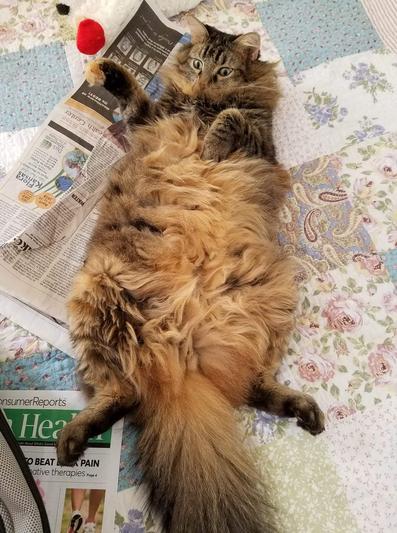 Relaxed kitty!