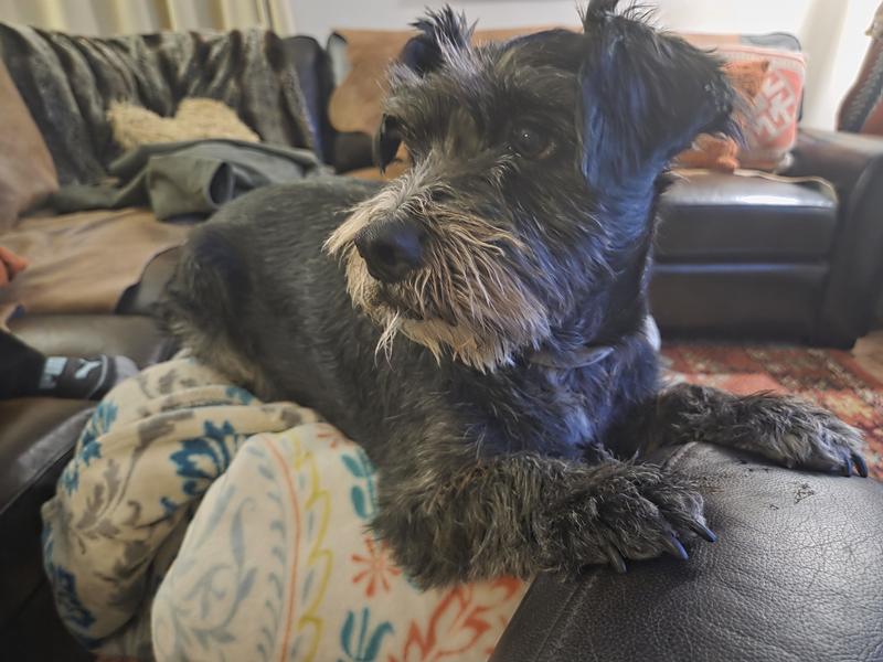 waiting patiently for supper