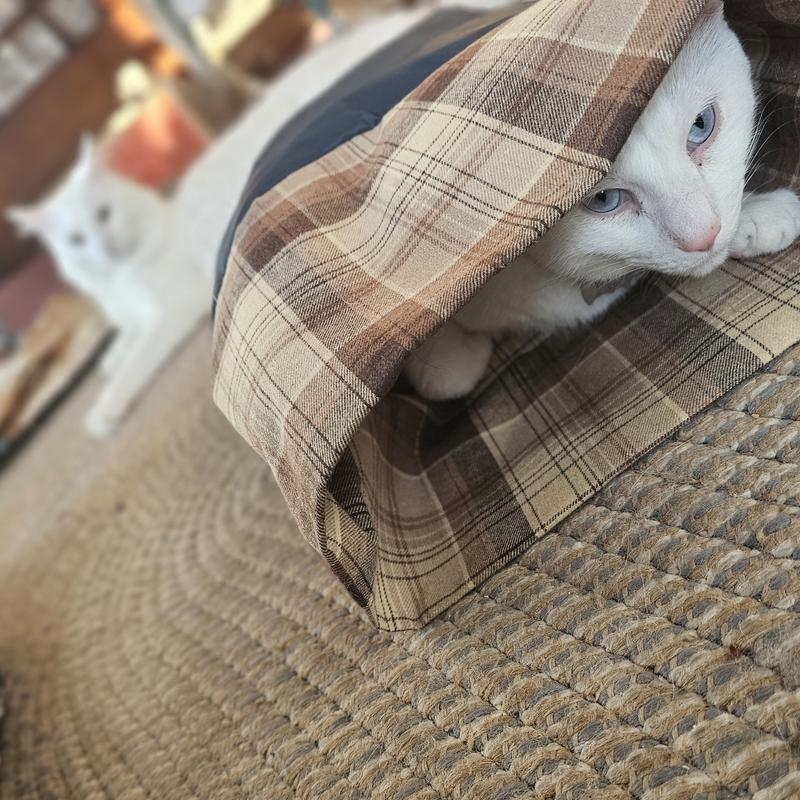 Day two of his new favorite cozy