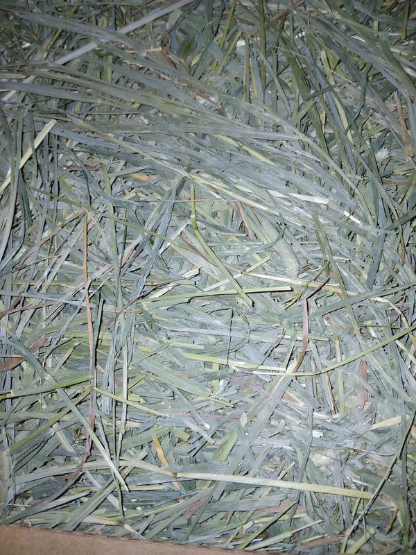 Oat Hay Orchard Grass For Rabbits Alfalfa Hay Oat Hay For Rabbits