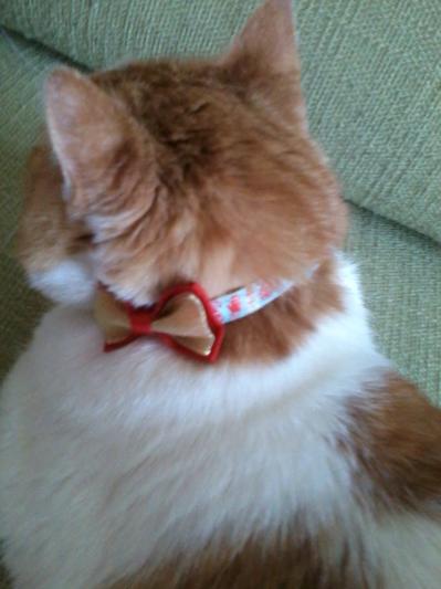 Sherbert, all dressed for the Holidays.