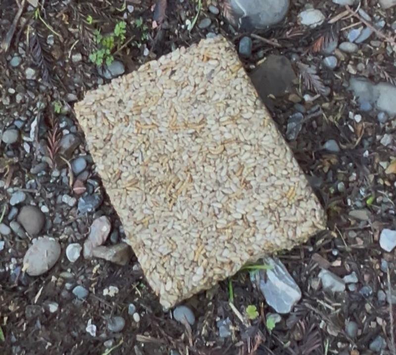 Product-Sunny Mealworm Treat Block