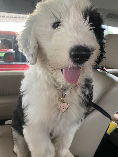 Super cute but flawed