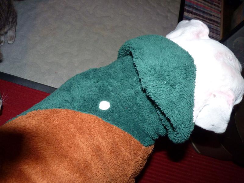 Tight enough to stretch open the leash hole