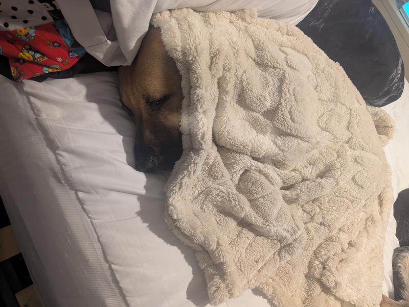 Our digger that likes hiding in blankets for warmth