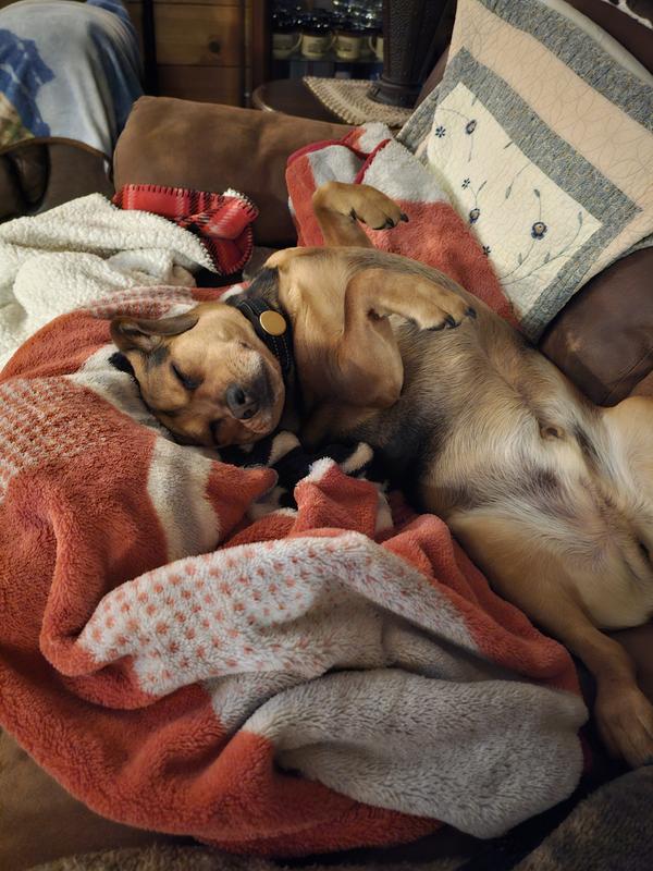 Comfy pup ❤️