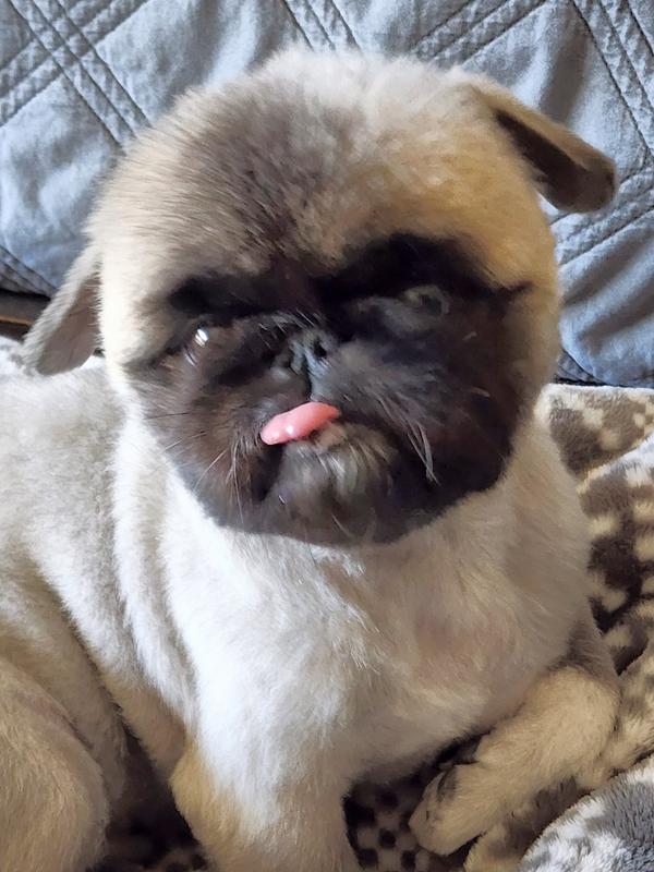 This is what he looks like after a 30 second feeding.