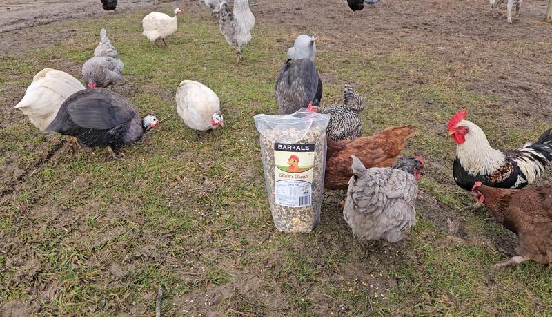 All the birds are happy with their Tillies!