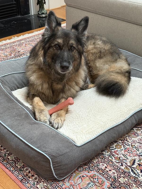 Chewy brand bed- still plush after several years.