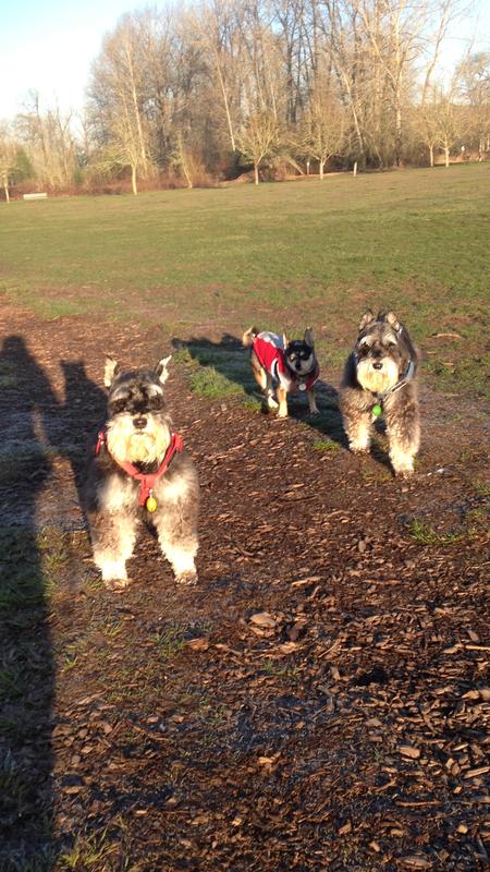 Sigi (red) and Schnapps (blue) with a little friend at the dog park 3 years ago.