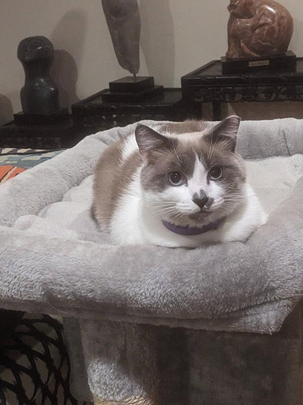 DR. ELSEY'S Cat Attract Clumping Clay Cat Litter, 20lb box Chewy Canada