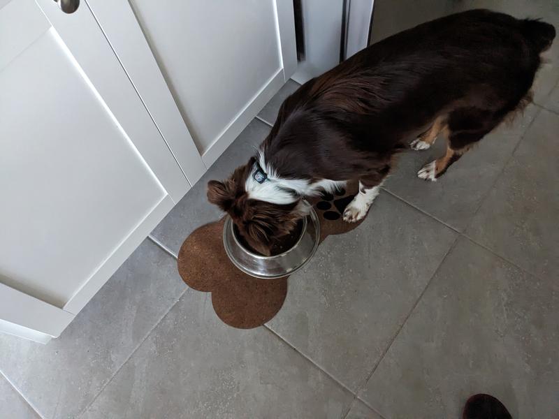 The fussy puppy gobbling it up!