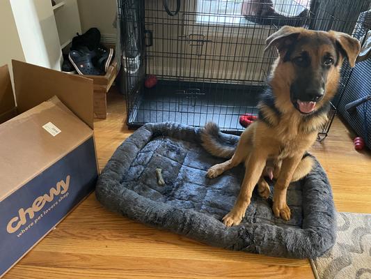 Giant puppy could not wait to try the new crate mat!
